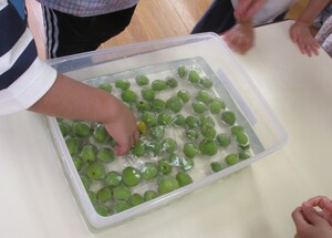 梅を水に浸しています