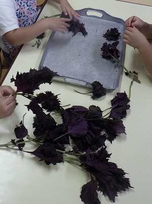 紫蘇を枝から取り、塩揉みをして灰汁を出す準備をしています