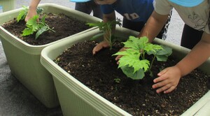 4歳児、5歳児クラスの子どもがゴーヤの苗を植えている写真。