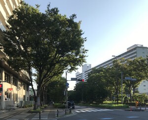高島平団地とけやき