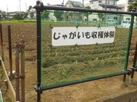 ジャガイモ掘り