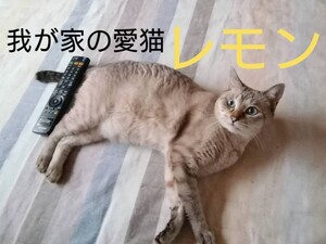 令和7年度74番