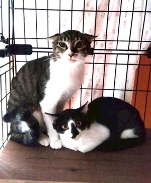 令和7年度76番77番