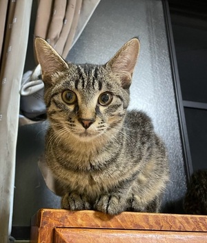 令和8年度71番