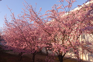 カンザクラの画像