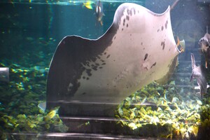 ヒマンチュラ・チャオプラヤ