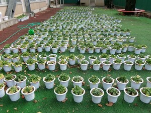 写真：さくら草の栽培