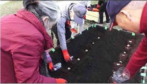 ジャガイモ種植え