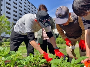 ジャガイモ芽かき
