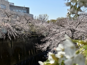 石神井川の桜並木の写真