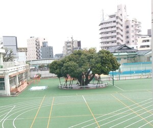 写真：シンボルツリーの万刀葉椎
