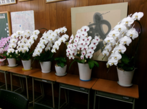 写真：お祝いの花