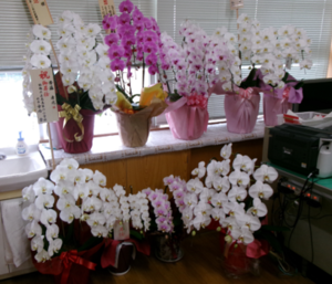 写真：お祝いの花