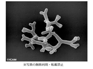 ビフィズス菌写真