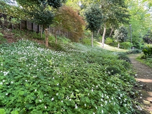 樹林地管理計画に基づく管理（小豆沢公園・ニリンソウ群生地）