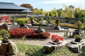 写真：さいたま市大宮盆栽美術館盆栽庭園