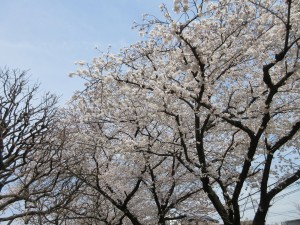 写真：桜1