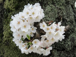 写真：桜3