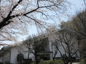 写真：桜2