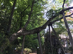 写真：赤塚城跡2