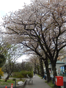 写真：桜の木