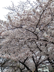 写真：桜の木