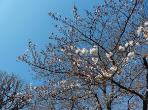 写真：桜の木