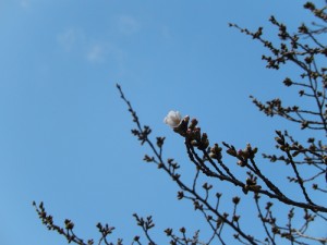 写真：梅の花