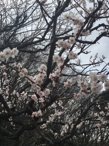 写真：梅の花