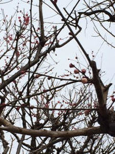 写真：梅の木