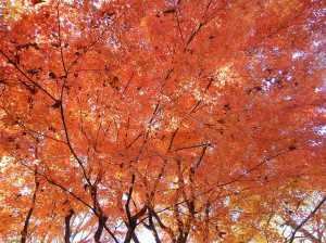 写真：赤塚植物園2