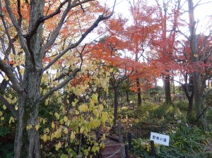 写真：赤塚植物園1