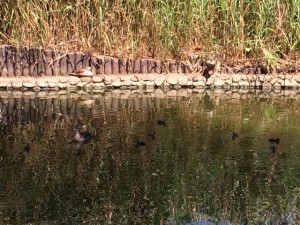 写真：カルガモ一家