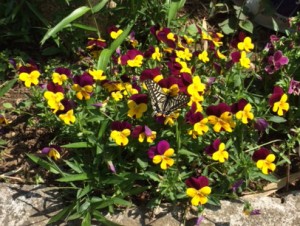 写真：花とチョウチョ