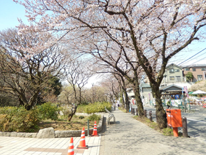 写真：美術館前の桜