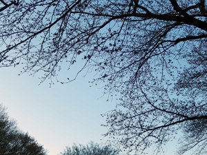 写真：桜と空