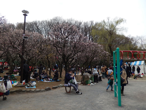 写真：梅まつり会場の様子2