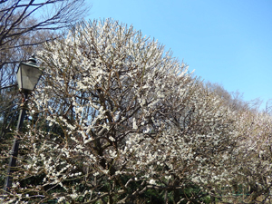 写真：梅の咲く公園の様子2