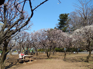 写真：梅の咲く公園の様子1