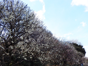 写真：青空と梅の花