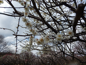 写真：梅の花