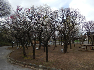 写真：梅の木と照明