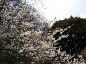 写真：曇り空の梅の様子2