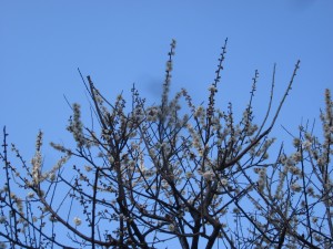 写真：五分咲きの梅