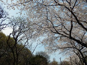 写真：美術館前の並木道の桜