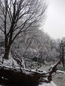 写真：雪景色