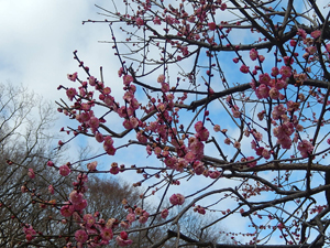 写真：梅の花