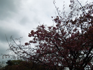 写真：花散らしの雨の様子