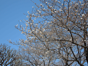写真：美術館前の桜