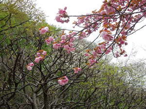 写真：美術館入口前の八重桜